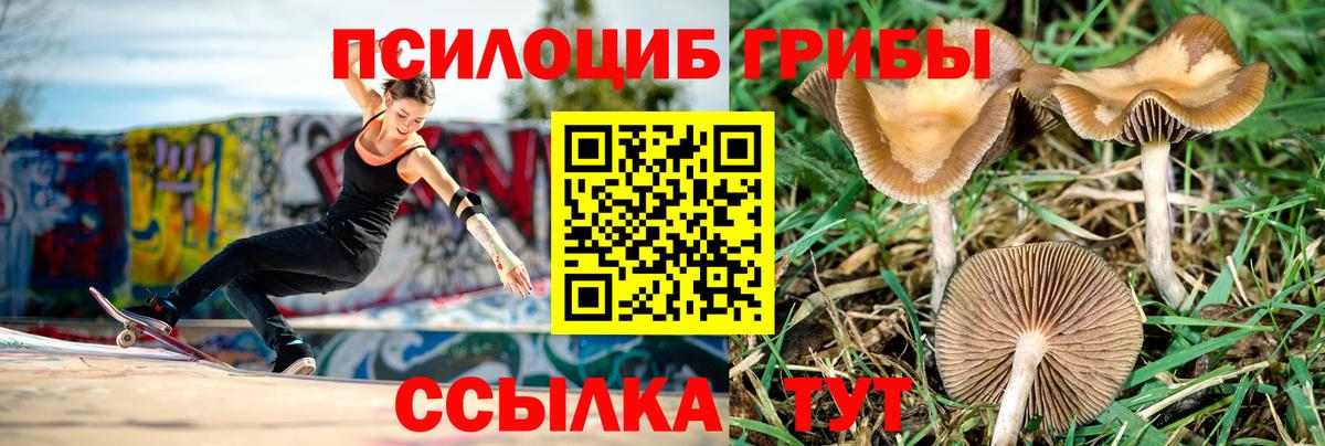 Псилоцибиновые грибы мицелий  Псилоцибиновые грибы GOLDEN TEACHER  Карачаевск  Вход с VPN 